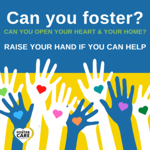 can you foster 2