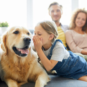 foster child whisper to golden retriever dog with foster mum and foster dad behind